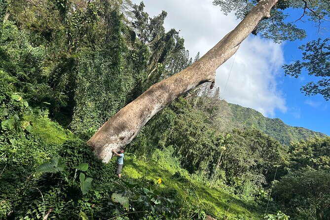 3 Hours Private Hiking and Bushwalking in the Aiea Loop Trail - Experience the Aiea Loop Trail: A Gentle Hike with Surprising Highlights