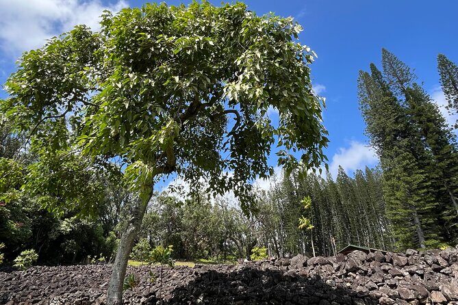 3 Hours Private Hiking and Bushwalking in the Aiea Loop Trail - Key Points