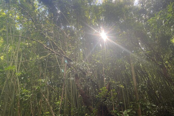 3 Hours Private Hiking and Bushwalking in the Aiea Loop Trail - Final Thoughts: Who Will Love This Experience?