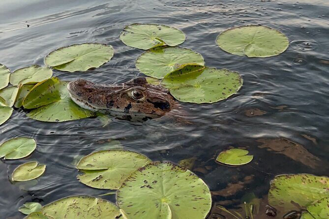 3 Hours Private Piranha Fishing in Lake Yacumama - Final Thoughts: Is It Worth It?