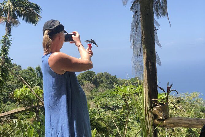 3 Hours Rainforest Group Walk with Lunch - Key Points