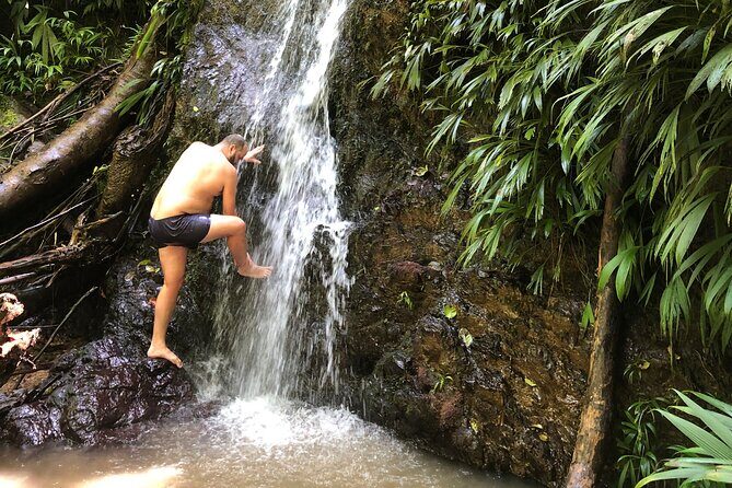 3 Hours Rainforest Walk in Tobago (Private) Lunch + Hummingbirds - An In-Depth Review of the 3-Hour Rainforest Walk & Hummingbirds Tour