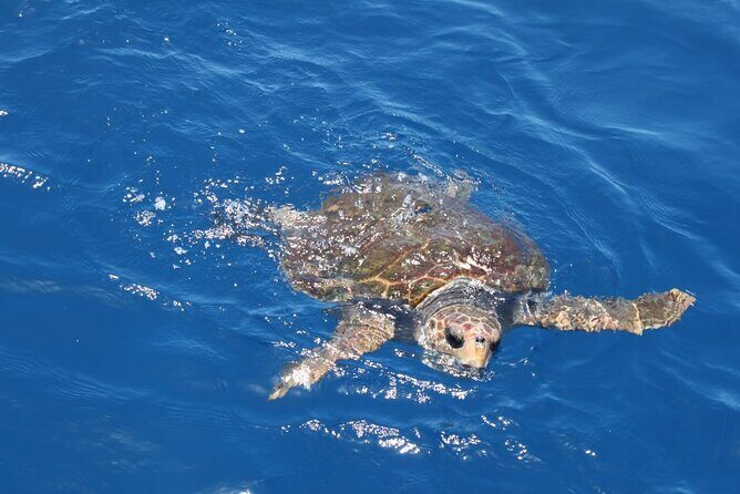 3-Hours Shared Tour to Accessible Boat en Canary Island - FAQs