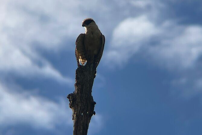 3 Hours Uvita Bird Watching Oro Verde - Who Will Love This Tour?
