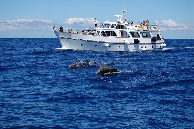 3 hrs Boat Excursion for whale watching from Valle GR (La Gomera) - A Closer Look at the 3-Hour Whale Watching Experience