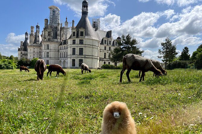 3 Loire Valley Castles and Wine Tasting Private Guided Tour - Who Will Love This Tour?
