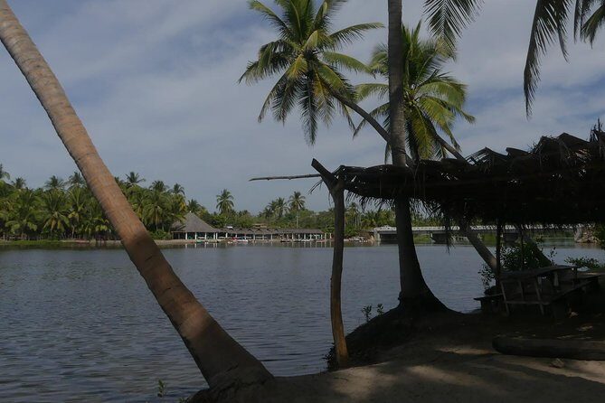 3 Palos Lagoon AfroMex Village Turtle Release & Croc Farm Visit - Who Would Love This Tour?