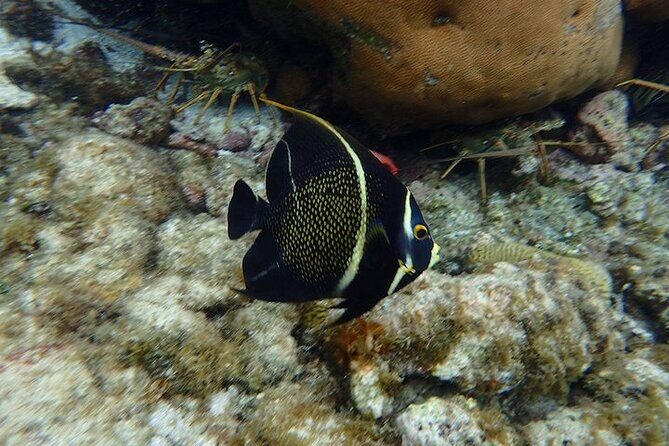 3 Stop Snorkel Hopping & Beach in Roatan - An In-Depth Look at the Roatan Snorkel & Beach Tour