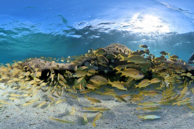 3 Stop Snorkel Hopping & Beach in Roatan - The Practical Details and Value