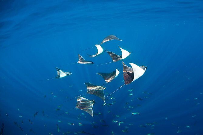 3 Tank Combo Cabo Reserve & Corridor, Certified Divers with MANTA - Who Will Love This Experience?