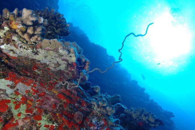 3-Tank Dive Featuring the Molokini Crater - Key Points