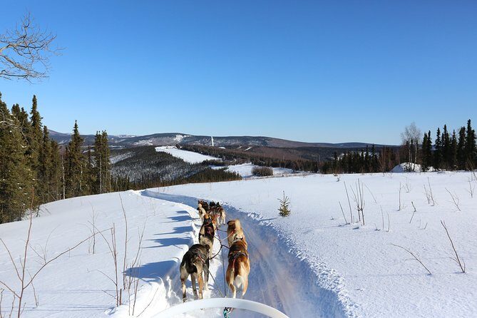30-minute Dog Sledding Tour in Fairbanks (without transportation) - The Dive into the Sledding Experience