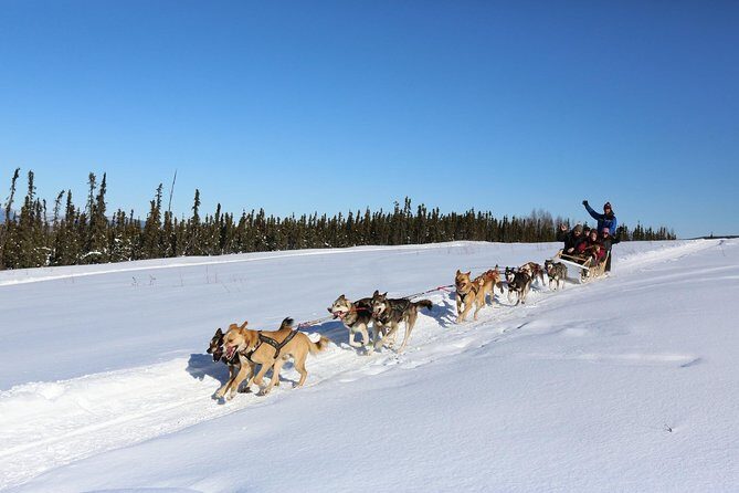 30-minute Dog Sledding Tour in Fairbanks (without transportation) - Practical Considerations