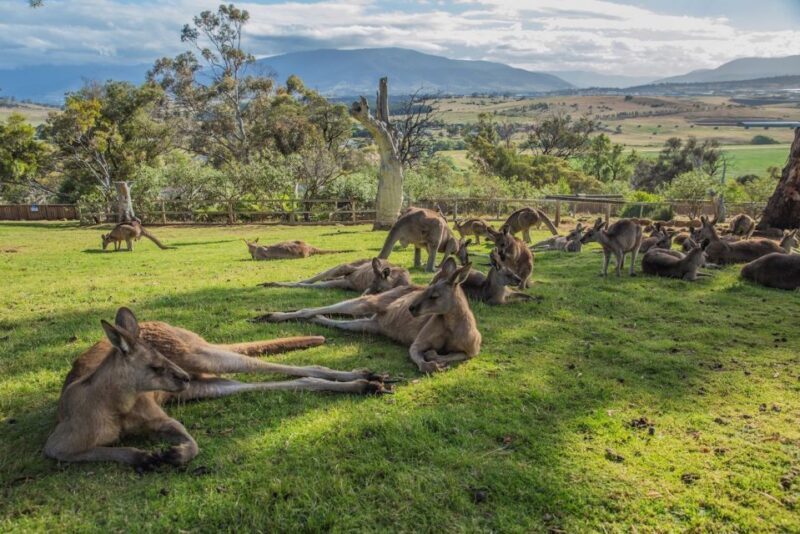 3D Tasmanian Highlights: Hobart, Port Arthur & Bruny Island - The Sum Up: Who Will Love This Tour?