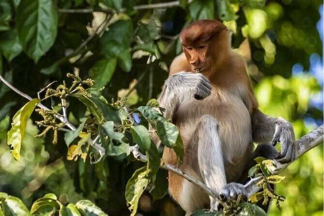 3D2N Kinabatangan River Cruise - A Deep Dive into the Kinabatangan River Experience