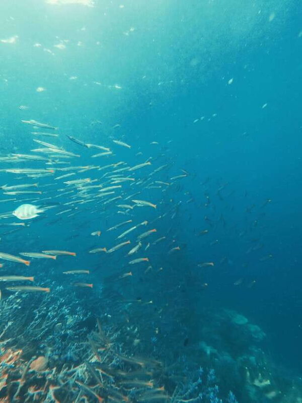 3DAYS AND 2NIGHTS SNORKEL ISLANDS HOPPING EXPEDITION - A Detailed Look at the Islands Hopping Expedition