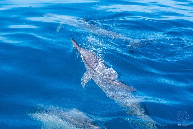 3h dolphin and snorkeling tour in a wild lagoon with Mobydick - Key Points