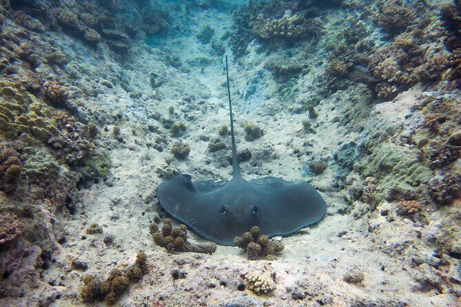 3h dolphin and snorkeling tour in a wild lagoon with Mobydick - Final Thoughts