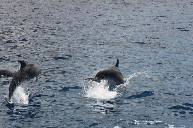 3H Shared Barrier-Free Cruise with Turtles Dolphins & Whales - The Sum Up: Is It Worth It?