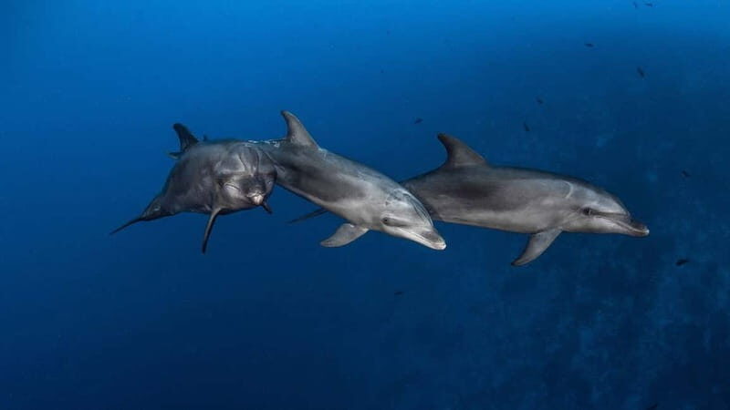 3h Whale Watching Private Tour Costa Adeje Lina7 Mizendoha - The Value of the Tour