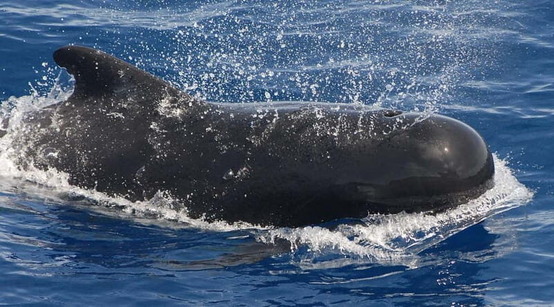 3h Whale Watching Private Tour Costa Adeje Lina7 Mizendoha - Who Will Love This Tour?