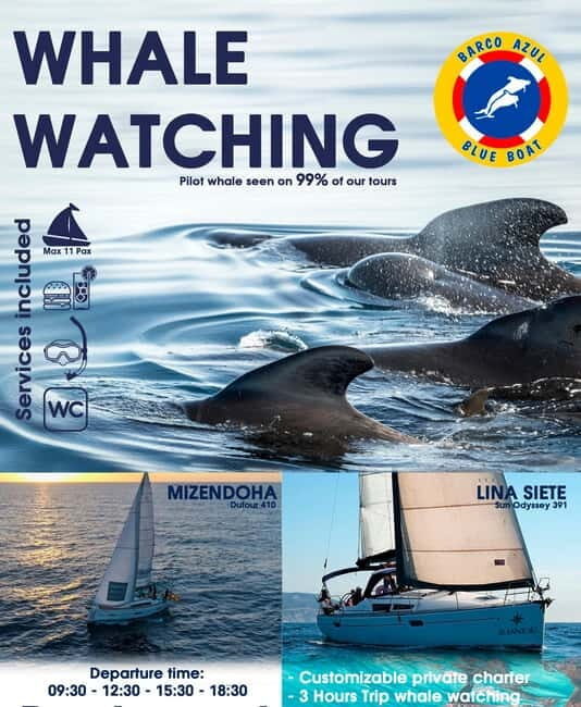 3h Whale Watching Private Tour Costa Adeje Lina7 Mizendoha - Frequently Asked Questions