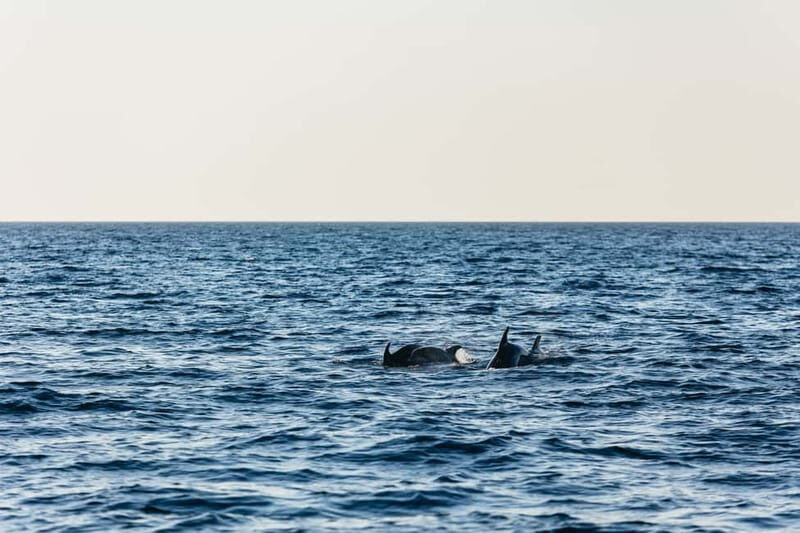 3hours Dolphin Sunset watching with unlimited drinks +dinner - FAQ