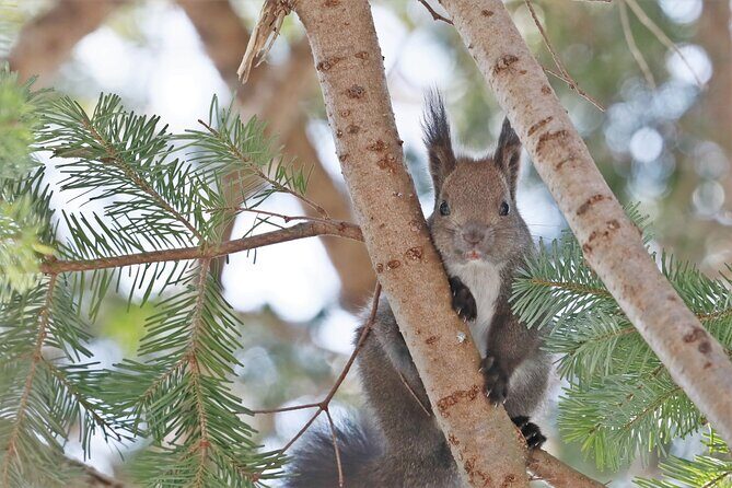 3hours Primeval Forest and Stunning Views of Cliff Trekking Tour - Discover the Mysteries of Shiretoko’s Primeval Forest and Spectacular Cliffs