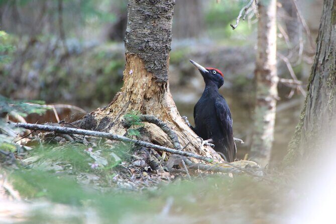 3hours Primeval Forest and Stunning Views of Cliff Trekking Tour - Key Points
