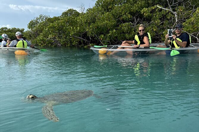 3hr Clear Kayak Tour of Mangroves, Marine Life and Iguanas - An In-Depth Look at the 3-Hour Clear Kayak Tour Experience