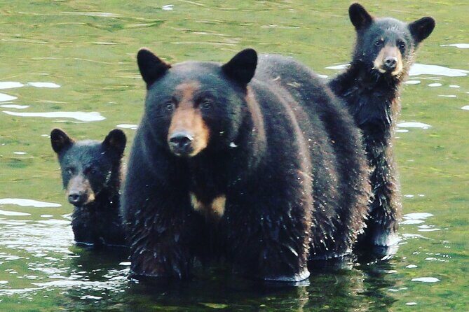 3hr Custom Private Tour of Ketchikan (4 People) Wildlife + More - Why Choose This Private Tour in Ketchikan?