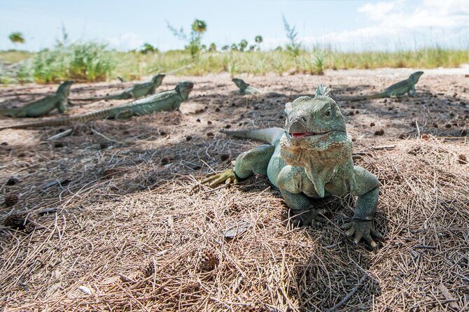 3HR Emerald reef snorkeling, iguana island and shipwreck tour - Final Thoughts