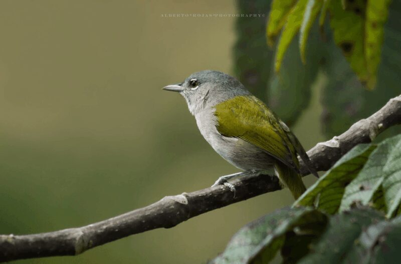 3in1: Los Haitises N. Park + Waterfalls + Montaña Redonda - Dining and Refreshments