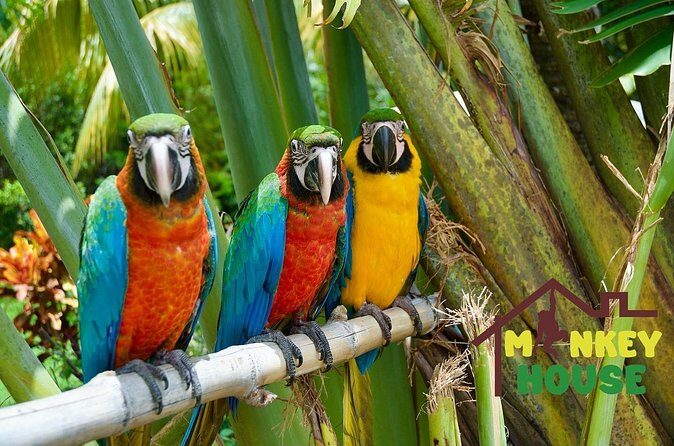 3X1 Adventure Waterfalls, Monkeys & Buggies In Puerto Plata - Who Would Love This Tour?