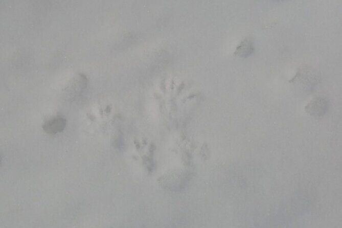 4.5 hours Snowshoe hike in Shiretoko five lakes - Key Points