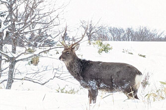 4.5 hours Snowshoe hike in Shiretoko five lakes - FAQ
