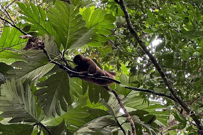 4-Day All-Inclusive Amazon Adventure: Explore Napo's Rainforest - Potential Considerations