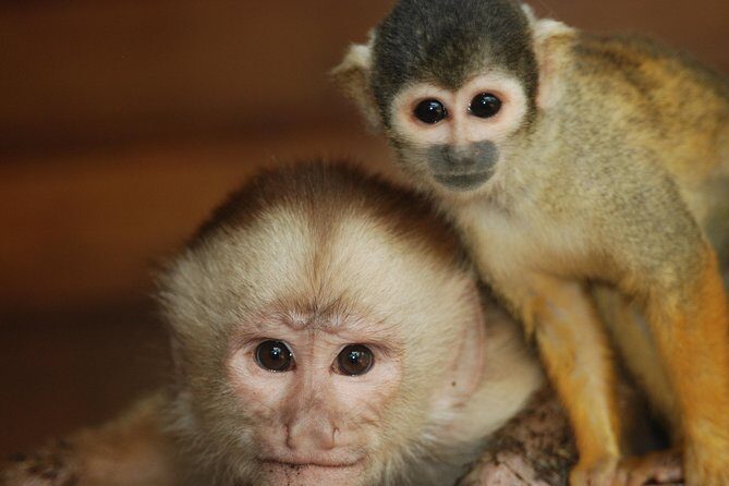 4-Day Amazon Jungle Tour at Eco Amazonia Lodge - Discover the Amazon with a 4-Day Jungle Tour at Eco Amazonia Lodge