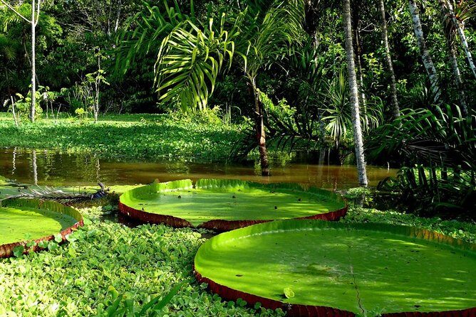 4-Day Amazon Jungle Tour at Eco Amazonia Lodge - Possible Drawbacks and Considerations