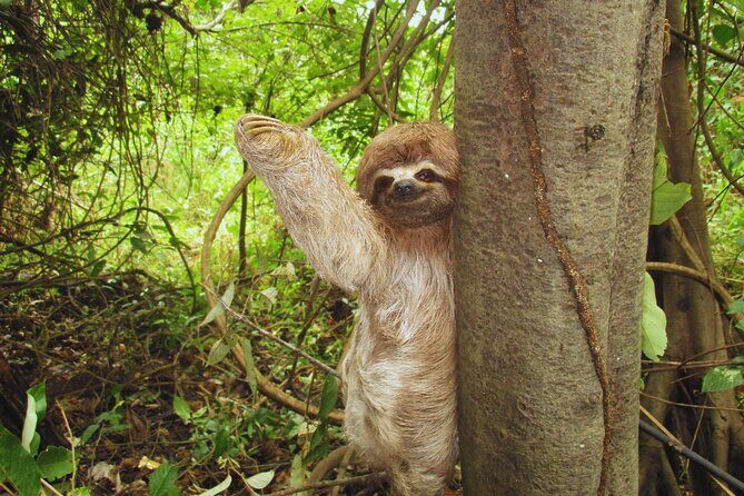 4-Day Amazon Jungle Tour in Iquitos at Curassow Amazon Lodge - Key Points