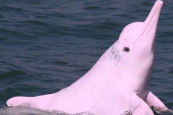 4-Day Cuyabeno Wildlife Reserve Adventure - Exploring the Itinerary: A Deep Dive into Experience