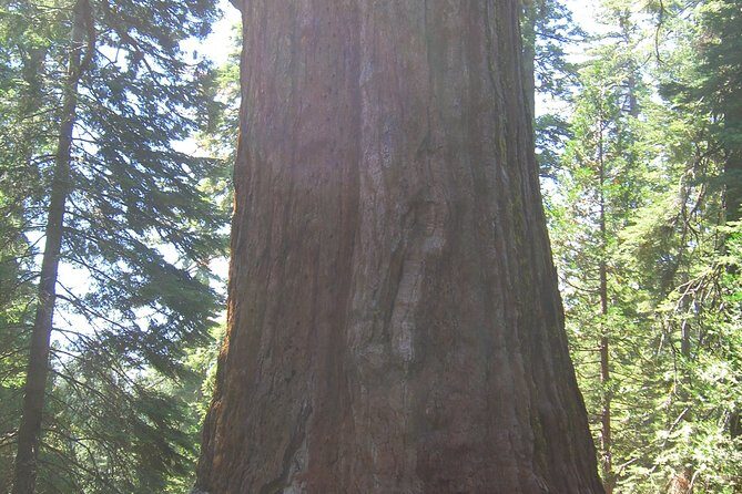 4 Day Death Valley, Yosemite, San Francisco from Las Vegas Camp or Lodge - The Value of This Tour