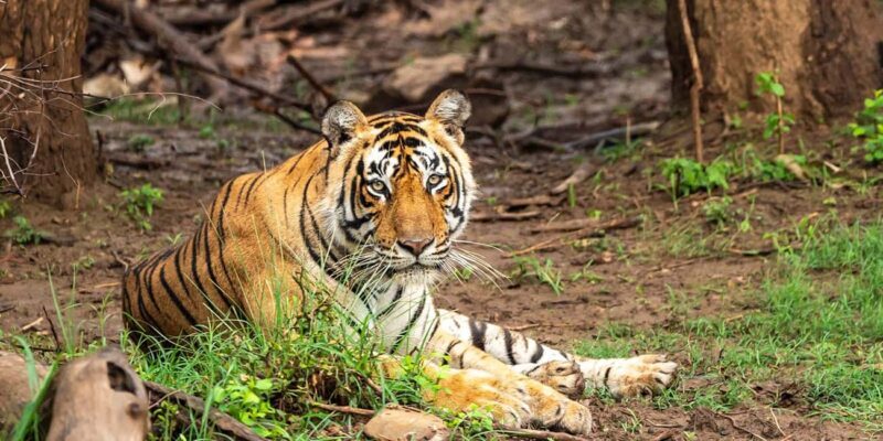 4-Day Delhi, Agra, Ranthambore & Sariska Tiger Safari Tour - FAQ