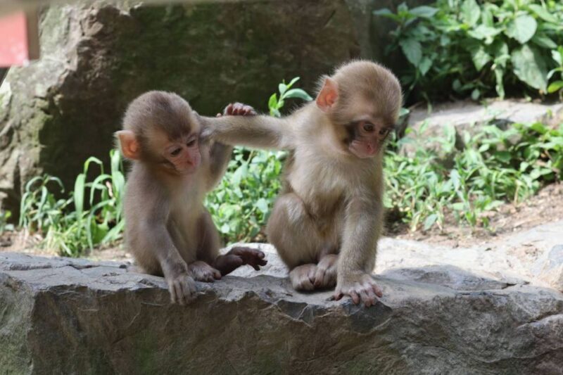 4 Day - From Nagano to Kanazawa: Ultimate Central Japan tour - Key Points