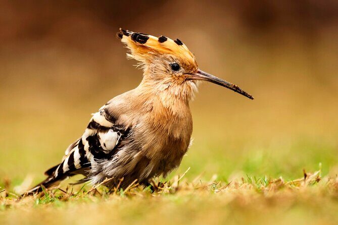 4 Day Golden Triangle Tour With Ranthambore Tiger Safari India - Exploring Indias Golden Highlights in Four Days