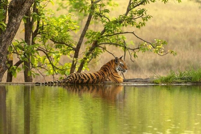 4 Day Golden Triangle Tour With Ranthambore Tiger Safari India - Who Should Book This Tour?