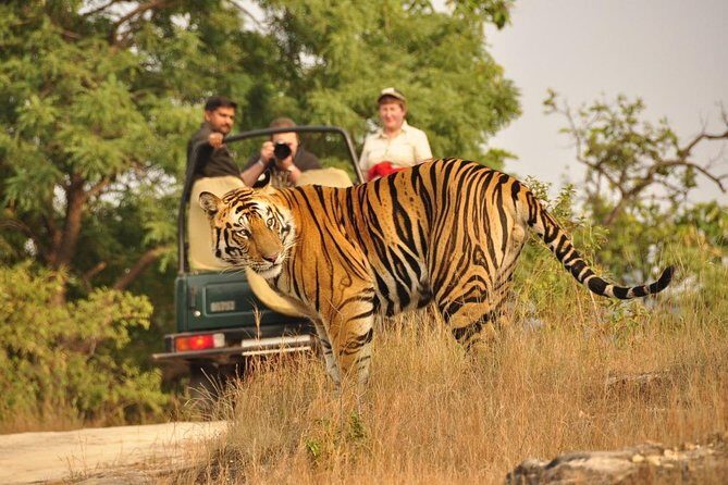 4 Day Golden Triangle with Ranthambore Tiger Safari from Delhi - Practical Details and Value