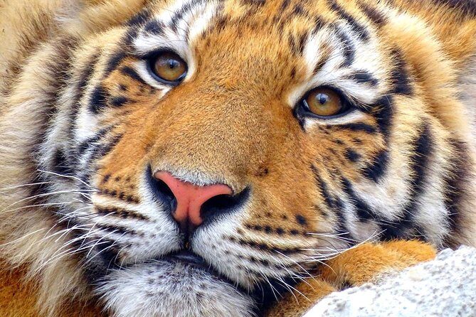 4 Day Golden Triangle with Ranthambore Tiger Safari Tour from Delhi - Authentic Highlights and Unique Experiences