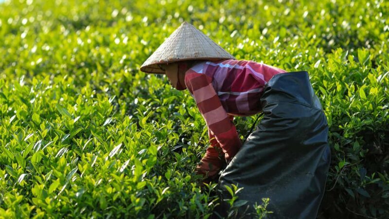 4 Day Guided Tour From Monasteries to Forts in Dharamshala - An In-Depth Look at the 4-Day Tour Experience