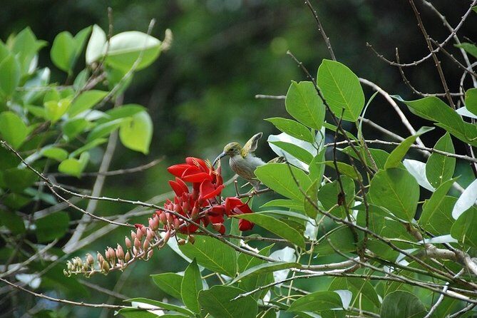 4-Day Jungle Experience in Taman Negara from Kuala Lumpur - Assessing the Value